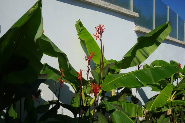 Canna Canna Lily 속하는 현화식물 속이다 그리스의 로즈에 — 스톡 사진