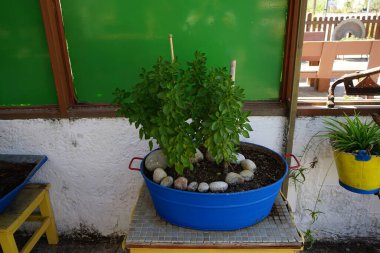 Akdeniz bitkileri ev eşyaları şeklinde çömlek şeklinde. Kolympia, Rodos, Yunanistan