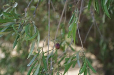 Olea europaea, Oleaceae familyasından, geleneksel olarak Akdeniz Havzası 'nda bulunan bir zeytin türüdür. Kolympia, Rodos, Yunanistan
