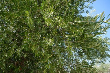Olea europaea, Oleaceae familyasından, geleneksel olarak Akdeniz Havzası 'nda bulunan bir zeytin türüdür. Kolympia, Rodos, Yunanistan