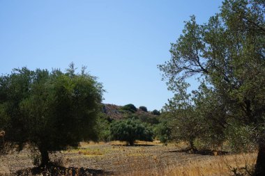 Olea europaea, Oleaceae familyasından, geleneksel olarak Akdeniz Havzası 'nda bulunan bir zeytin türüdür. Kolympia, Rodos, Yunanistan