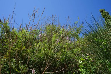 Vitex agnus-castus (ayrıca Vitex olarak da bilinir) Akdeniz Bölgesi 'nin bir yerlisidir (İngilizce: Vitex agnus-castus). Vitex 'in birkaç ılıman kuşak türünden biridir. Kolympia, Rodos, Yunanistan