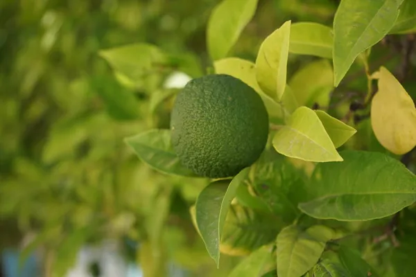 Апельсиновое Дерево Незрелыми Фруктами Сентябре Citrus Sinensis Известная Sweet Orange — стоковое фото