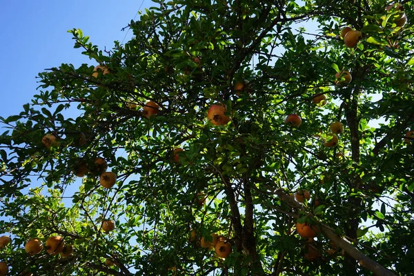 Der Granatapfel Punica Granatum Ist Ein Fruchttragender Sommergrüner Strauch Aus — Stockfoto