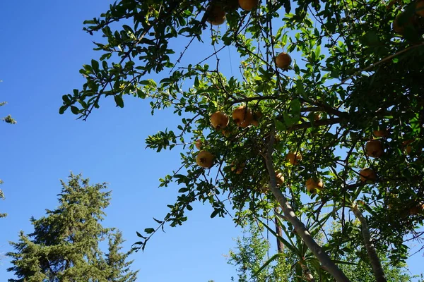 Der Granatapfel Punica Granatum Ist Ein Fruchttragender Sommergrüner Strauch Aus — Stockfoto