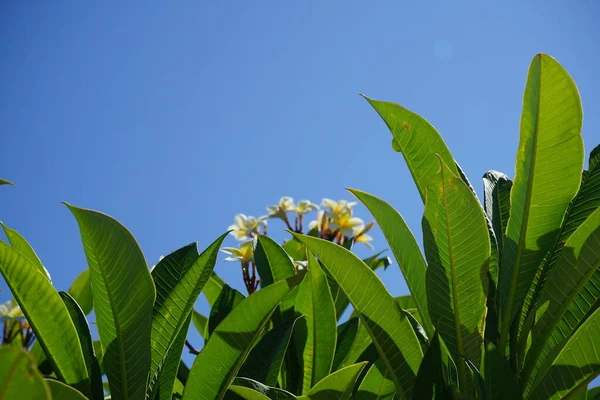 梅花属 Plumeria 又称羊草属 Frangipani 是一种菊科开花植物 希腊罗得岛科林皮亚 — 图库照片