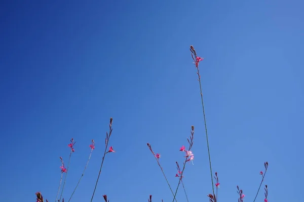 Oenothera Lindheimeri Dříve Gaura Lindheimeri Obecně Známý Jako Lindheimer Beeblossom — Stock fotografie