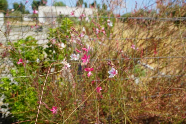 Oenothera Lindheimeri 이전에 Gaura Lindheimeri 그리고 하이머 Beeblooma 가우라 분홍색가우라 — 스톡 사진