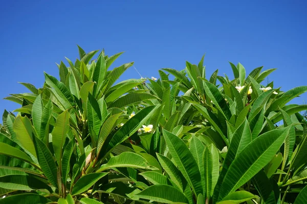 梅花属 Plumeria 又称羊草属 Frangipani 是一种菊科开花植物 希腊罗得岛科林皮亚 — 图库照片