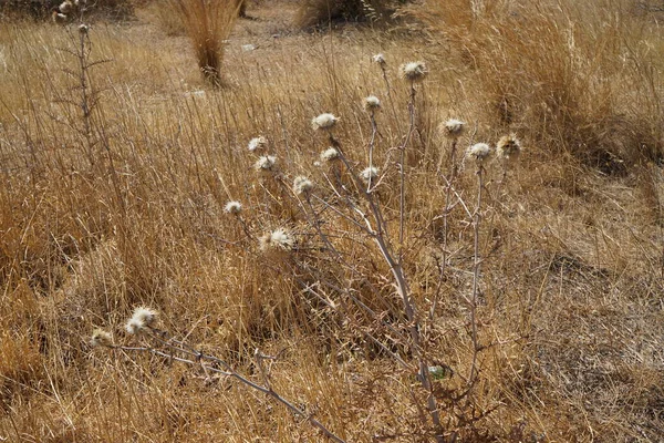 Chardon Sec Dans Prairie Carduus Est Genre Plantes Famille Des — Photo