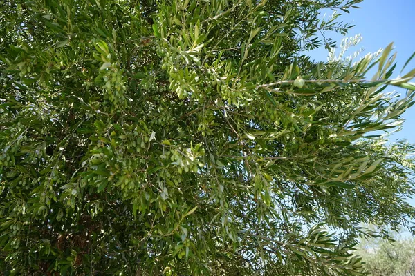 Olivo Nombre Botánico Olea Europaea Que Significa Aceituna Europea Una —  Fotos de Stock