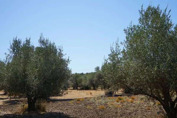 Оливкова Ботанічна Назва Olea Europaea Означає Європейська Оливка Вид Невеликого — стокове фото