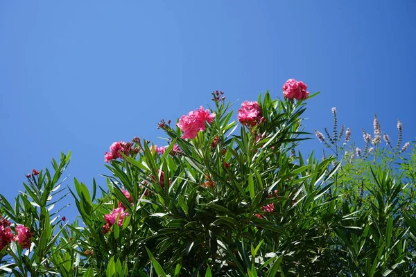 Nerium Oleander Oleander Eller Nerium Buske Eller Smã Trã Odlas — Stockfoto
