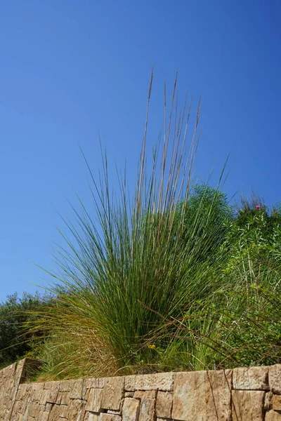 Calamagrostis Acutiflora Called Feather Reed Grass Naturally Occurring Hybrid Species — Photo
