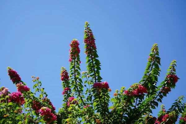 Квітучі Буґенвілеї Яких Ландшафти Родосу Просто Неможливо Уявити Bougainvillea Spectabilis — стокове фото