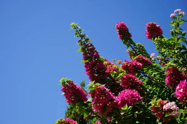 Квітучі Буґенвілеї Яких Ландшафти Родосу Просто Неможливо Уявити Bougainvillea Spectabilis — стокове фото
