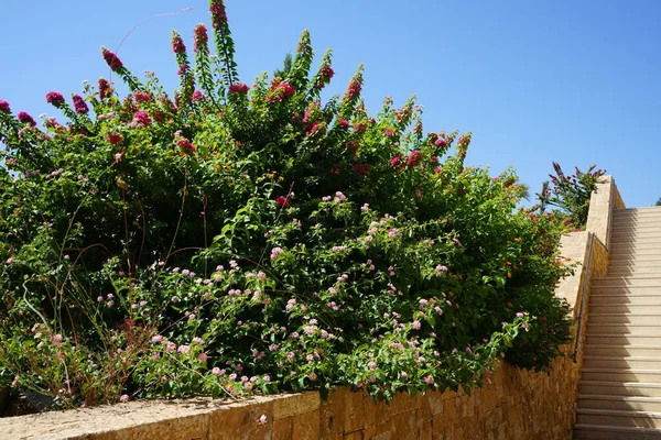 9月にブーゲンビリアの光景とランタナ カマラの花を咲かせます ブーゲンビリアの光景は 大きなブーゲンビリアとも呼ばれ 開花植物の種です コリンピア ロードス島 ギリシャ — ストック写真