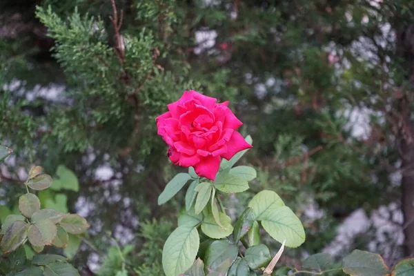 Różowy Ogród Rósł Parku Wrześniu Kolimpia Rodos Grecja — Zdjęcie stockowe