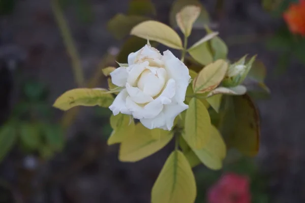 Jardin Blanc Est Levé Dans Parc Septembre Kolimpia Rhodes Grèce — Photo