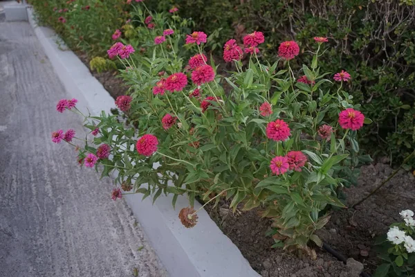 Zinnia Género Plantas Con Flores Perteneciente Familia Asteraceae Kolympia Rodas — Foto de Stock