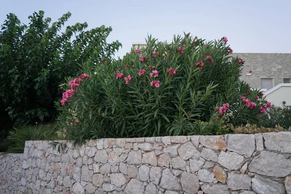 ニレウム オレンダー Nerium Oleander オレンダーまたはネリウム 世界中で栽培されている低木または小さな木で 観賞植物および造園植物としての温帯および亜熱帯地域で栽培されている ギリシャのロードス — ストック写真