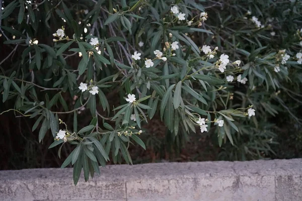 Nerium Oleander Oleander Lub Nerium Jest Krzewem Lub Małym Drzewem — Zdjęcie stockowe