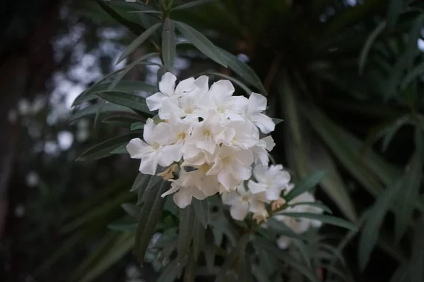 Nerium Oleander Oleander Oder Nerium Ist Ein Strauch Oder Kleiner — Stockfoto