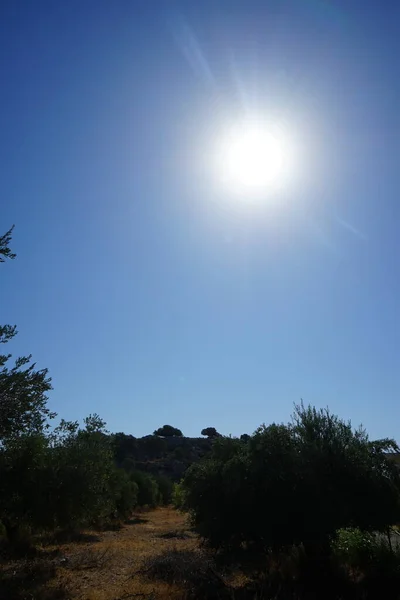 The sun shines over a plantation with olive trees. The olive, botanical name Olea europaea, meaning `European olive`, is a species of small tree in the family Oleaceae, found traditionally in the Mediterranean Basin. Kolympia, Rhodes, Greece