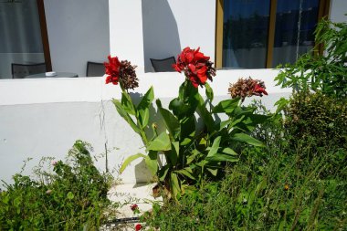 Eylül 'de nilüfer çiçekleri olmaz. Cannaceae, Cannaceae familyasından çiçekli tek bitki türüdür. Kolympia, Rodos, Yunanistan