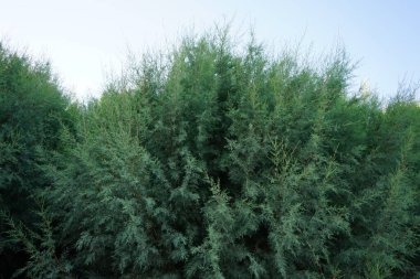 Tamarisk ağaçları, Rodos adasındaki Kolympia köyündeki tatil köyünün plajlarına gölge düşürür. Tamarisk, tamarisk, tuz sedir, taray cinsi Tamaricaceae familyasından çiçek açan bitkilerden oluşur. Yunanistan 