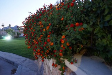 Lantana camara (İngilizce: 