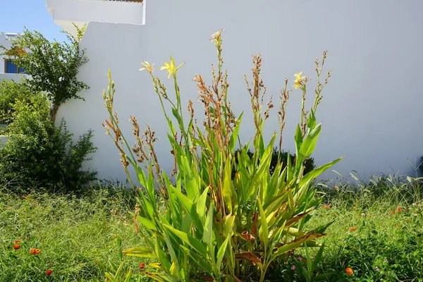 Canna Único Género Botânico Pertencente Família Cannaceae Kolympia Rodes Grécia — Fotografia de Stock