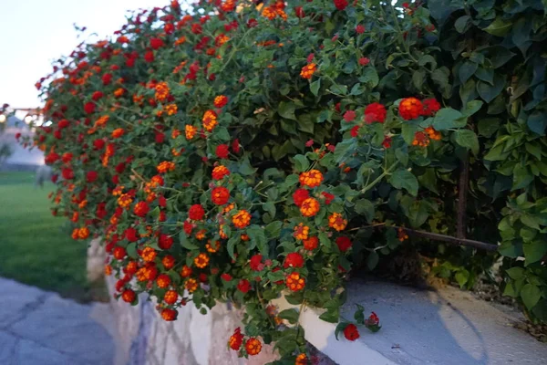 Lantana Camara Synonyms Common Lantana Spanish Flag Korsu Wiri Korsoe — Stock Photo, Image