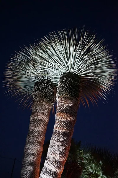 Yucca Proti Obloze Rekreační Oblasti Letoviska Yucca Rod Trvalých Keřů — Stock fotografie