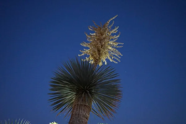 Yucca Proti Obloze Rekreační Oblasti Letoviska Yucca Rod Trvalých Keřů — Stock fotografie