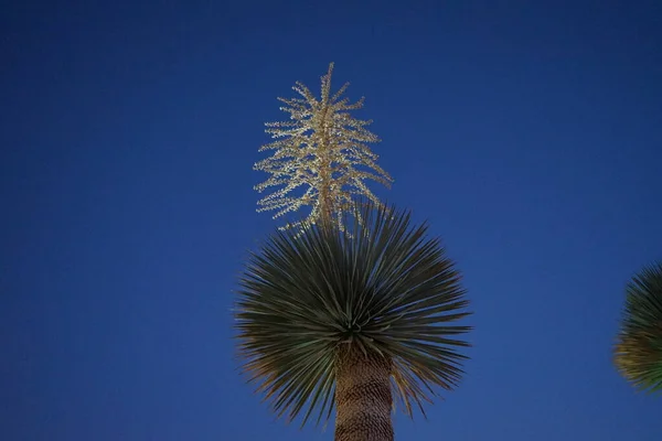 Tatil Köyünde Gökyüzüne Karşı Yucca Yucca Kuşkonmazgiller Agavoideae Familyasından Bir — Stok fotoğraf