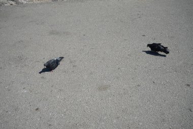 Yunanistan 'ın Rodos kentinde güvercinler yaşıyor 