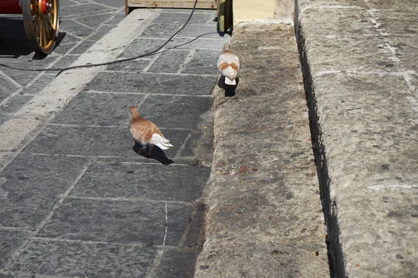 Pigeons Vivent Dans Ville Médiévale Rhodes Grèce — Photo