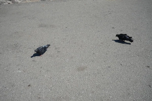 Pigeons Vivent Dans Ville Médiévale Rhodes Grèce — Photo