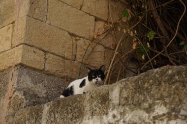 Shorthair kedisi Yunanistan 'ın Rodos kentinde yaşıyor 