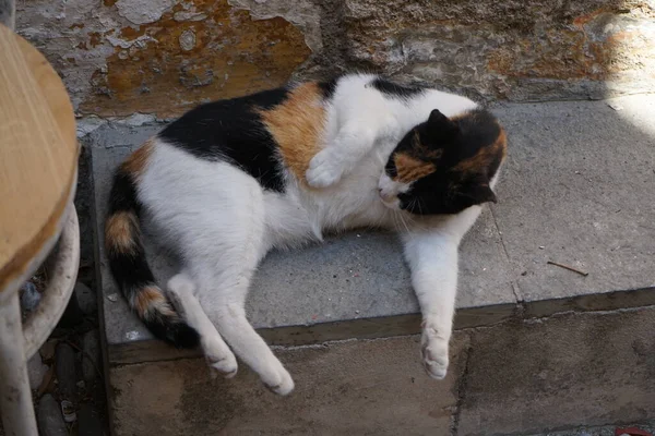 Chat Poil Court Vit Dans Ville Médiévale Rhodes Grèce — Photo