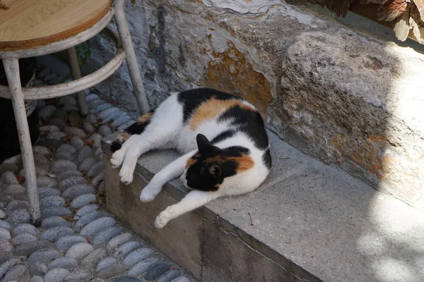 쇼트어 고양이는 그리스의 로도스에 — 스톡 사진