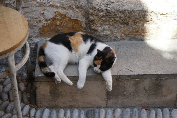 Gato Curta Distância Vive Cidade Medieval Rodes Grécia — Fotografia de Stock