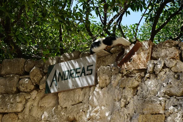 Короткий Кіт Живе Середньовічному Місті Родос Греція — стокове фото