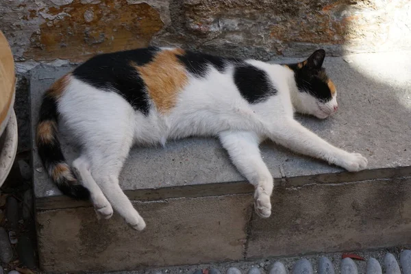 短髪猫はギリシャのロードスの中世都市に住んでいます — ストック写真