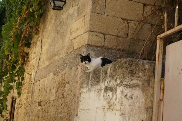 Shorthair Gato Vive Ciudad Medieval Rodas Grecia — Foto de Stock