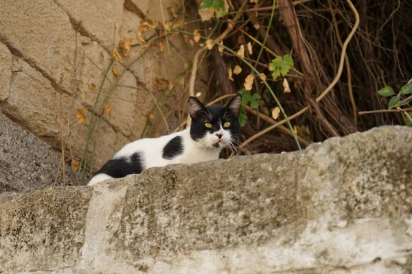 Kočka Krátkosrstá Žije Středověkém Městě Rhodos Řecko — Stock fotografie