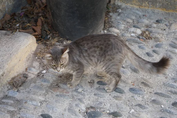 希腊罗得岛中古时代的城市里住着一只矮小的猫 — 图库照片