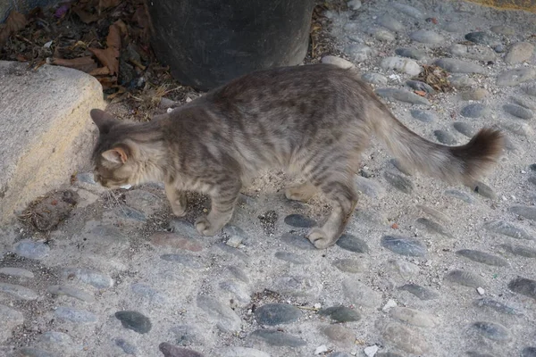 쇼트어 고양이는 그리스의 로도스에 — 스톡 사진