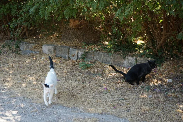 Yunanistan Ortaçağ Rodos Kentinde Evsiz Kısa Boylu Kediler Yaşıyor — Stok fotoğraf